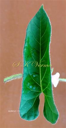 Leaf (Adaxial View)